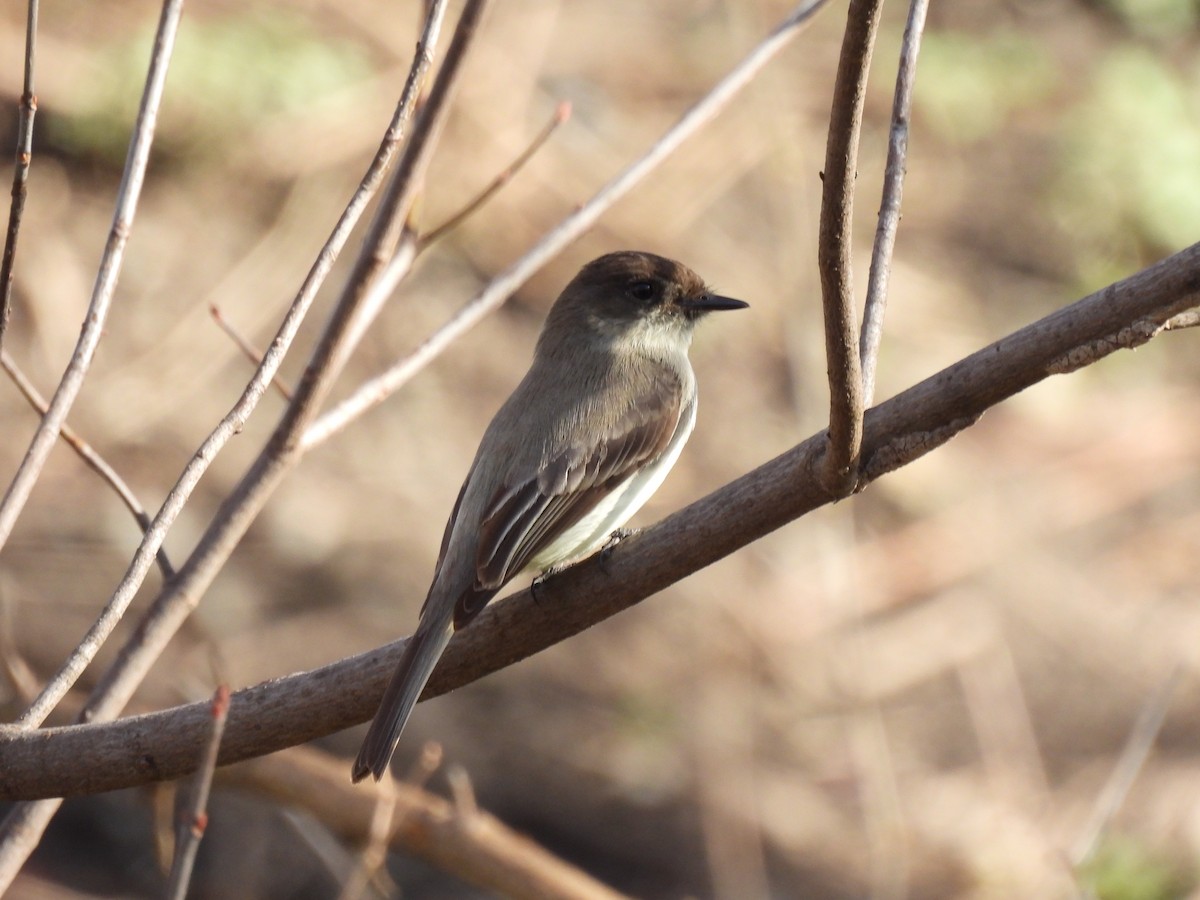 Eastern Phoebe - ML552672371