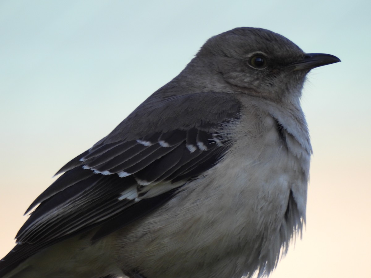 Northern Mockingbird - ML552672471