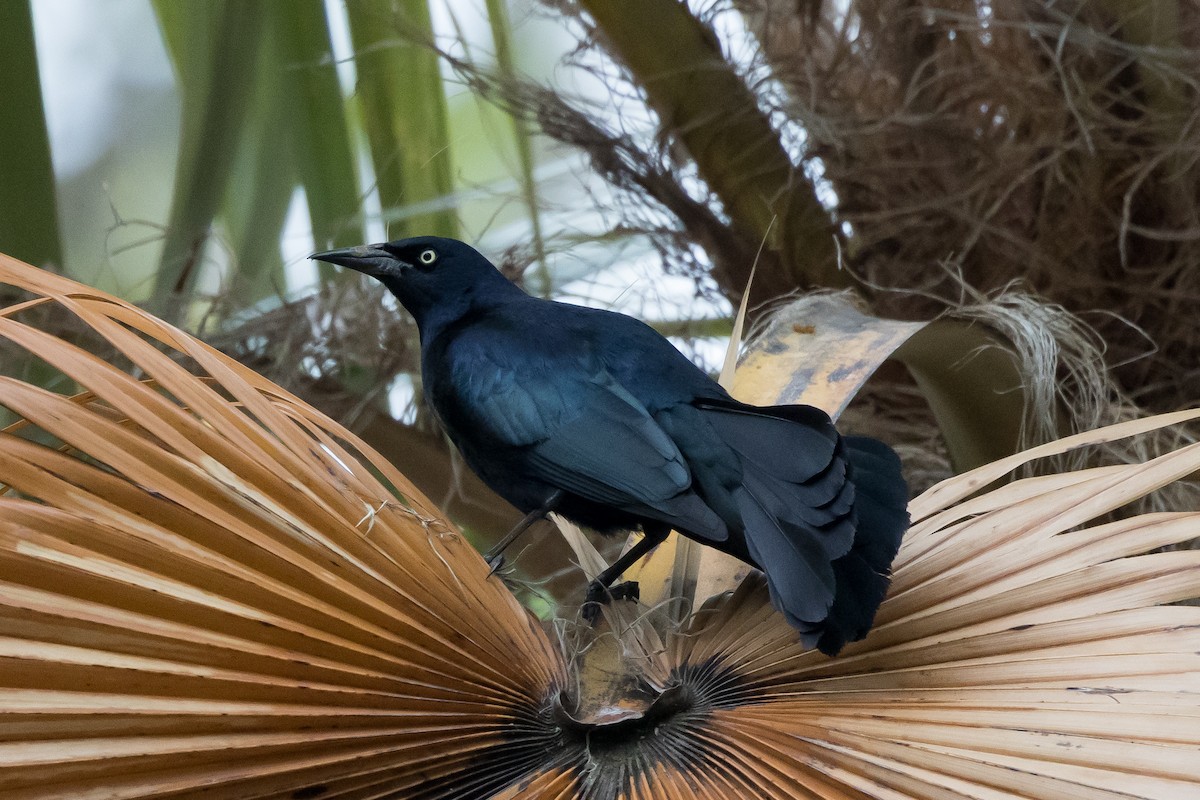 Greater Antillean Grackle - ML552672481