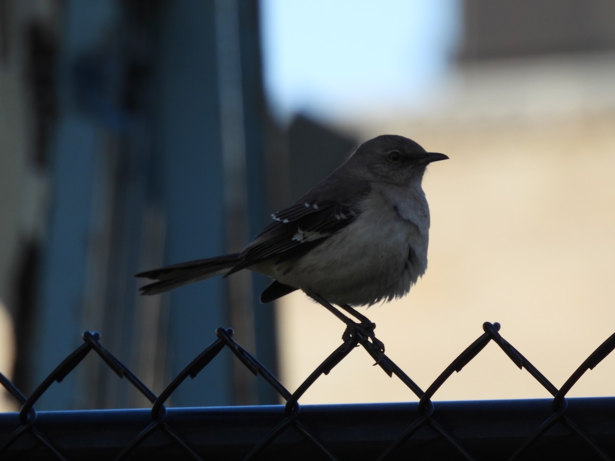 Northern Mockingbird - Megan Kozub