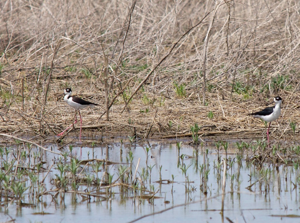 Black-necked Stilt - ML552672831