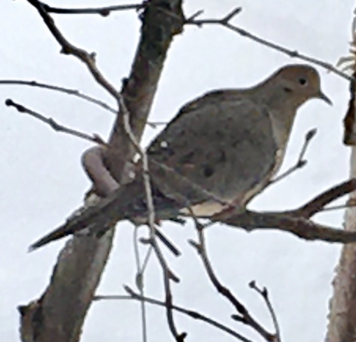 Mourning Dove - ML552673701