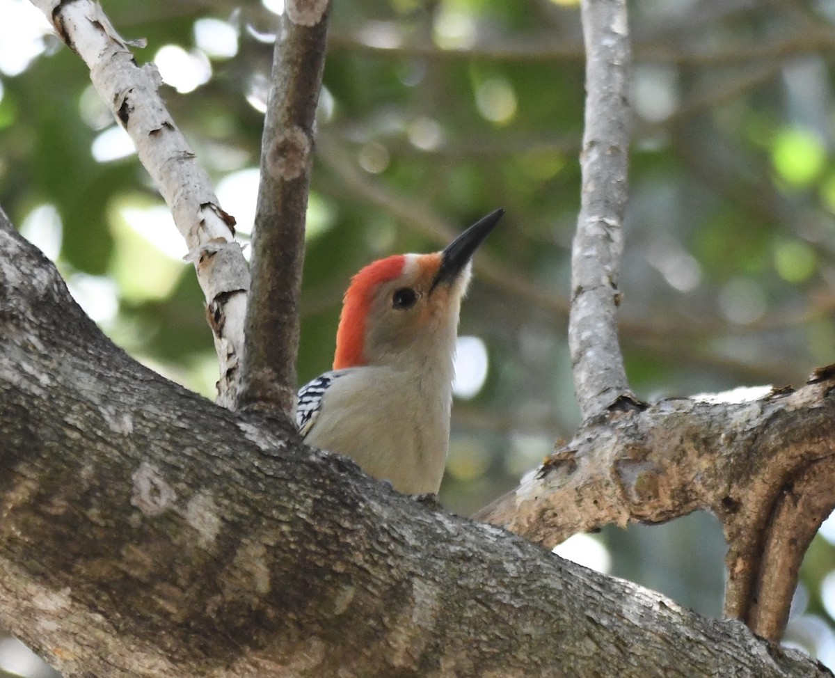 Red-bellied Woodpecker - ML552674161