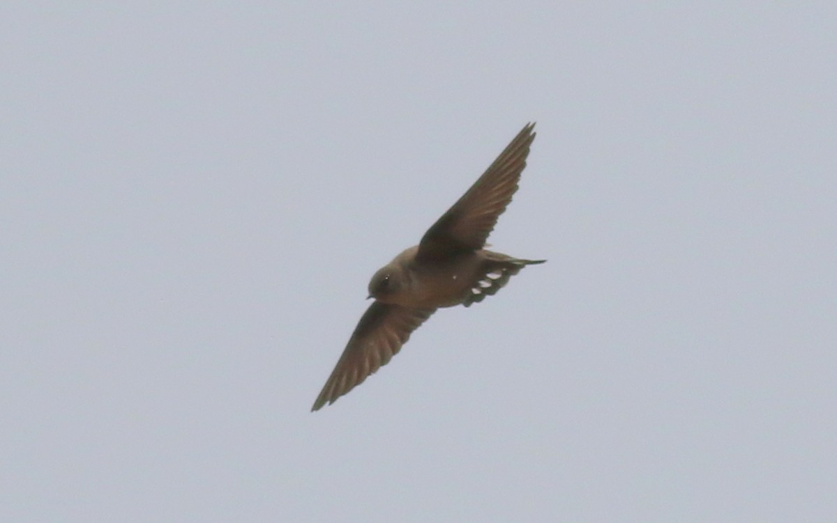 Eurasian Crag-Martin - ML552674391