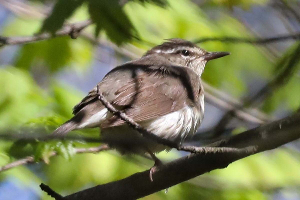 Louisiana Waterthrush - Josh Jackson