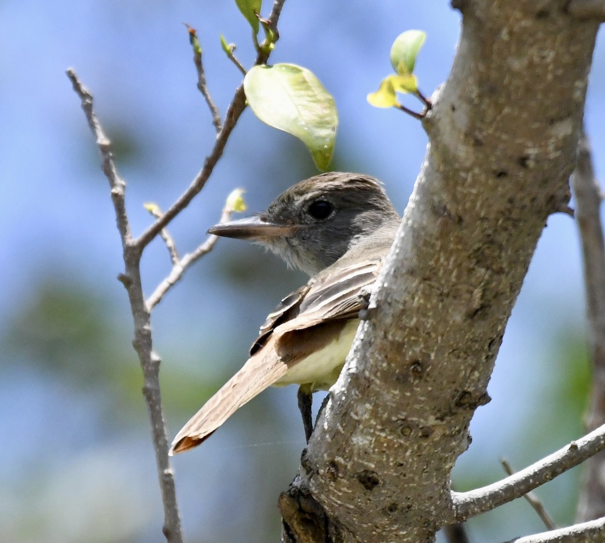 Great Crested Flycatcher - ML552674541