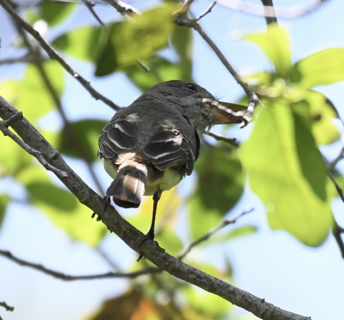 Great Crested Flycatcher - ML552674761