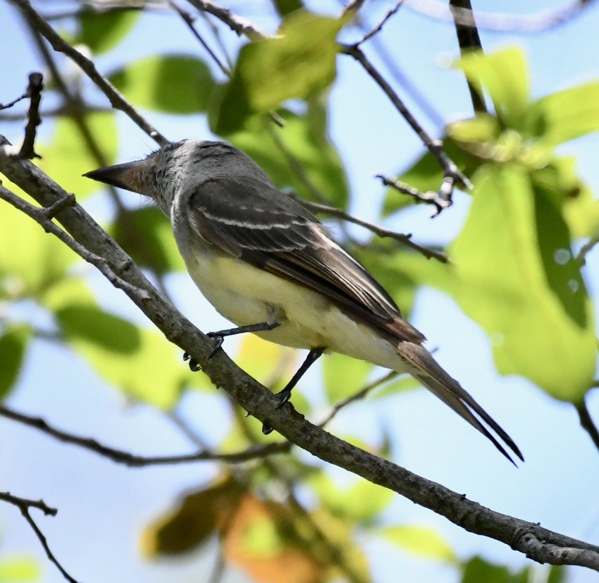 Great Crested Flycatcher - ML552674781