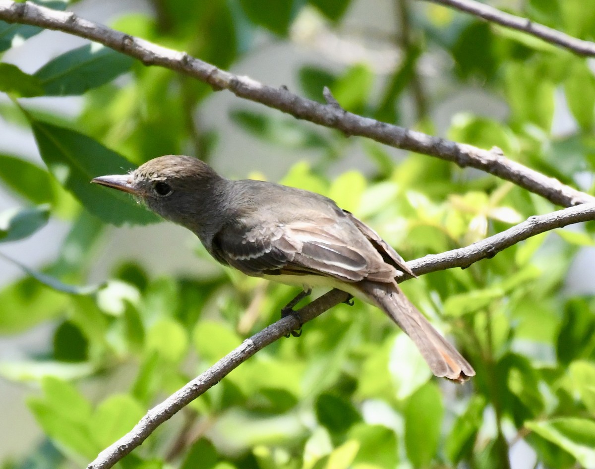 Great Crested Flycatcher - ML552674791