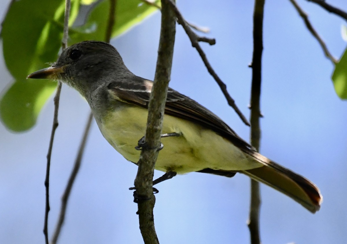 Great Crested Flycatcher - ML552674801