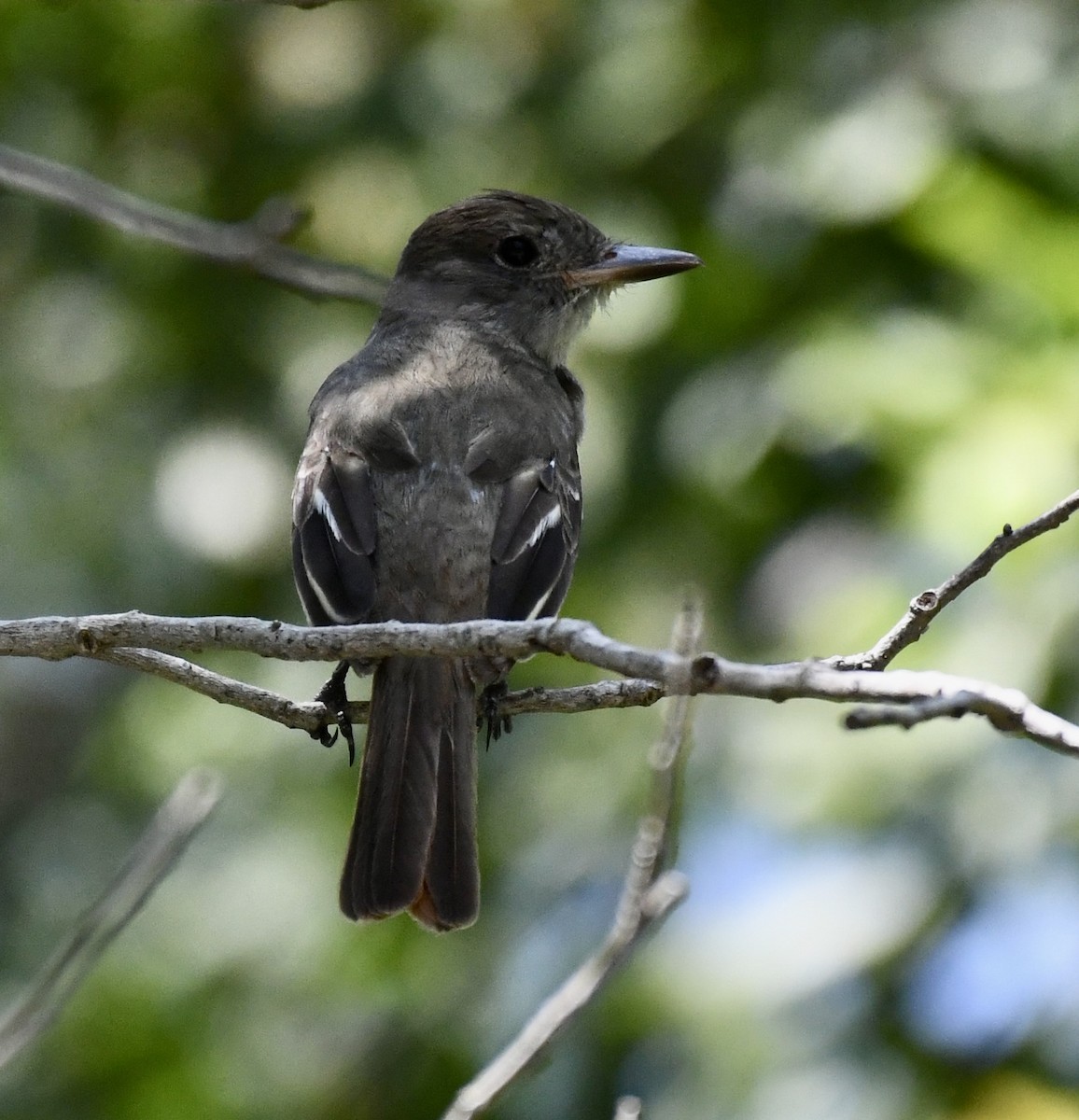 Great Crested Flycatcher - ML552674811