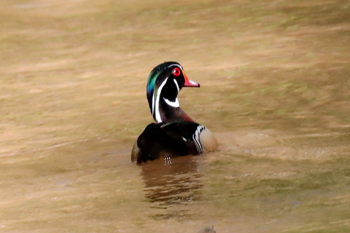 Wood Duck - ML552675051