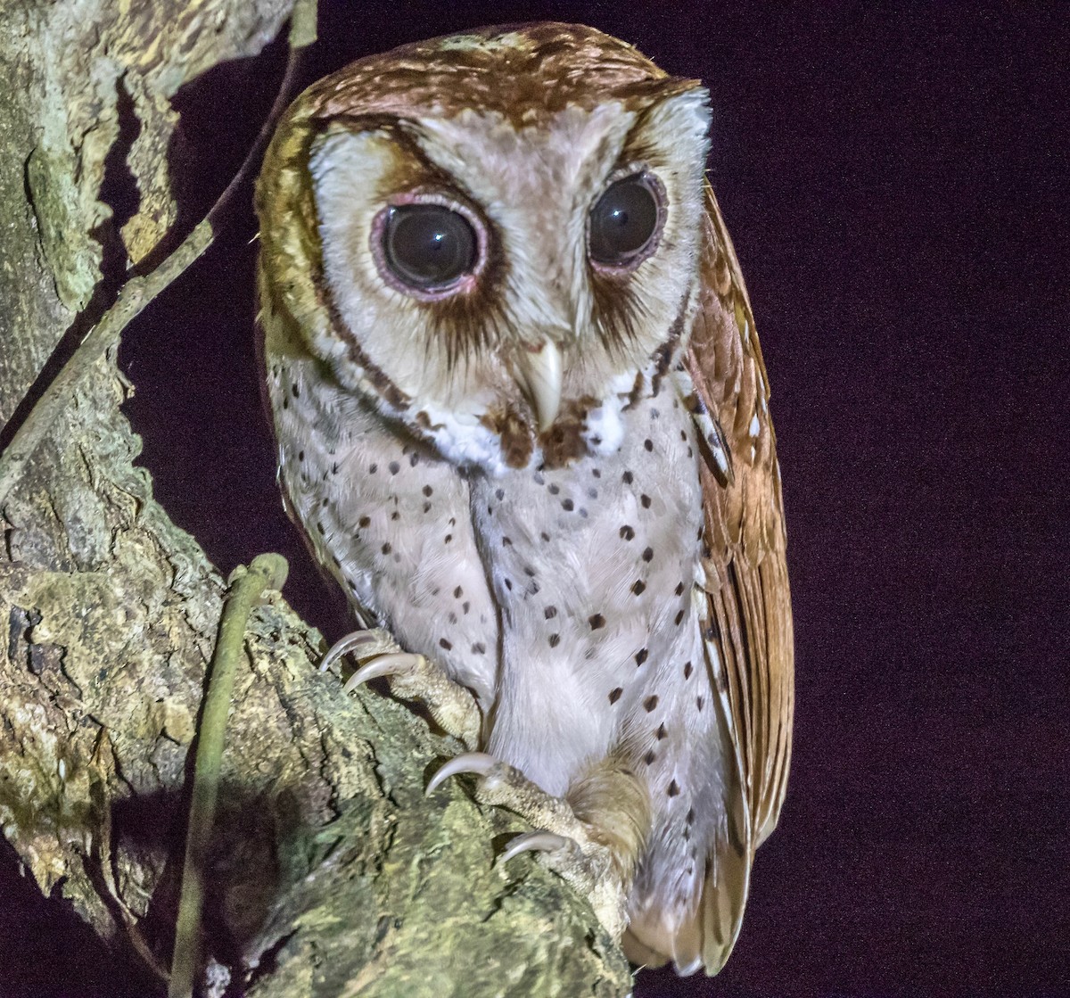 Oriental Bay-Owl - Frank Gilliland