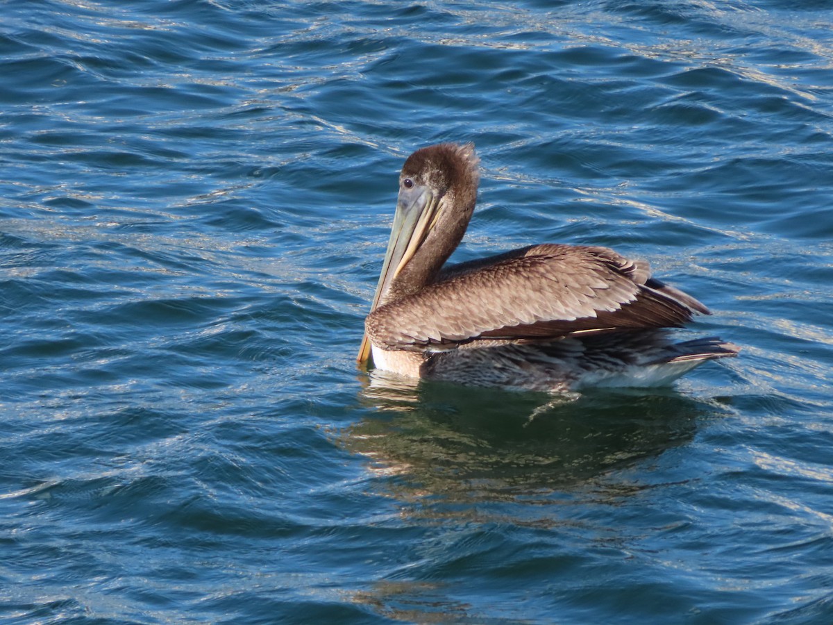 pelikán hnědý - ML552677491