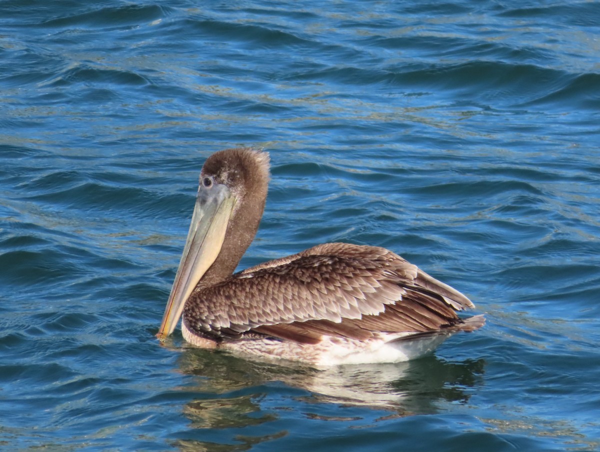 pelikán hnědý - ML552677701
