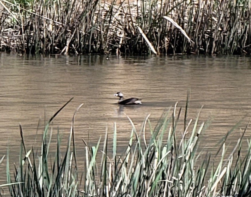 Pied-billed Grebe - ML552677731