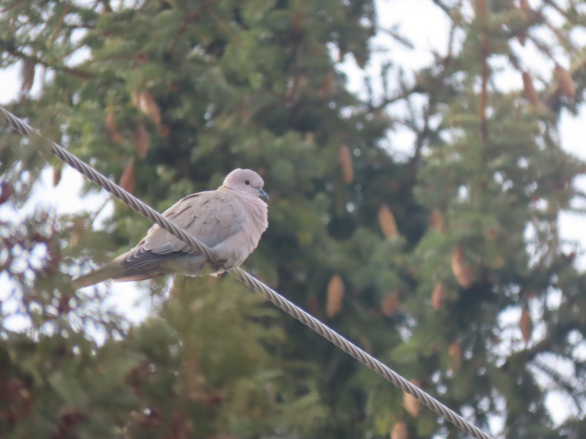 Eurasian Collared-Dove - John O'Donnell