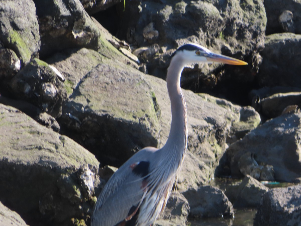 Great Blue Heron - Lisa Huffman