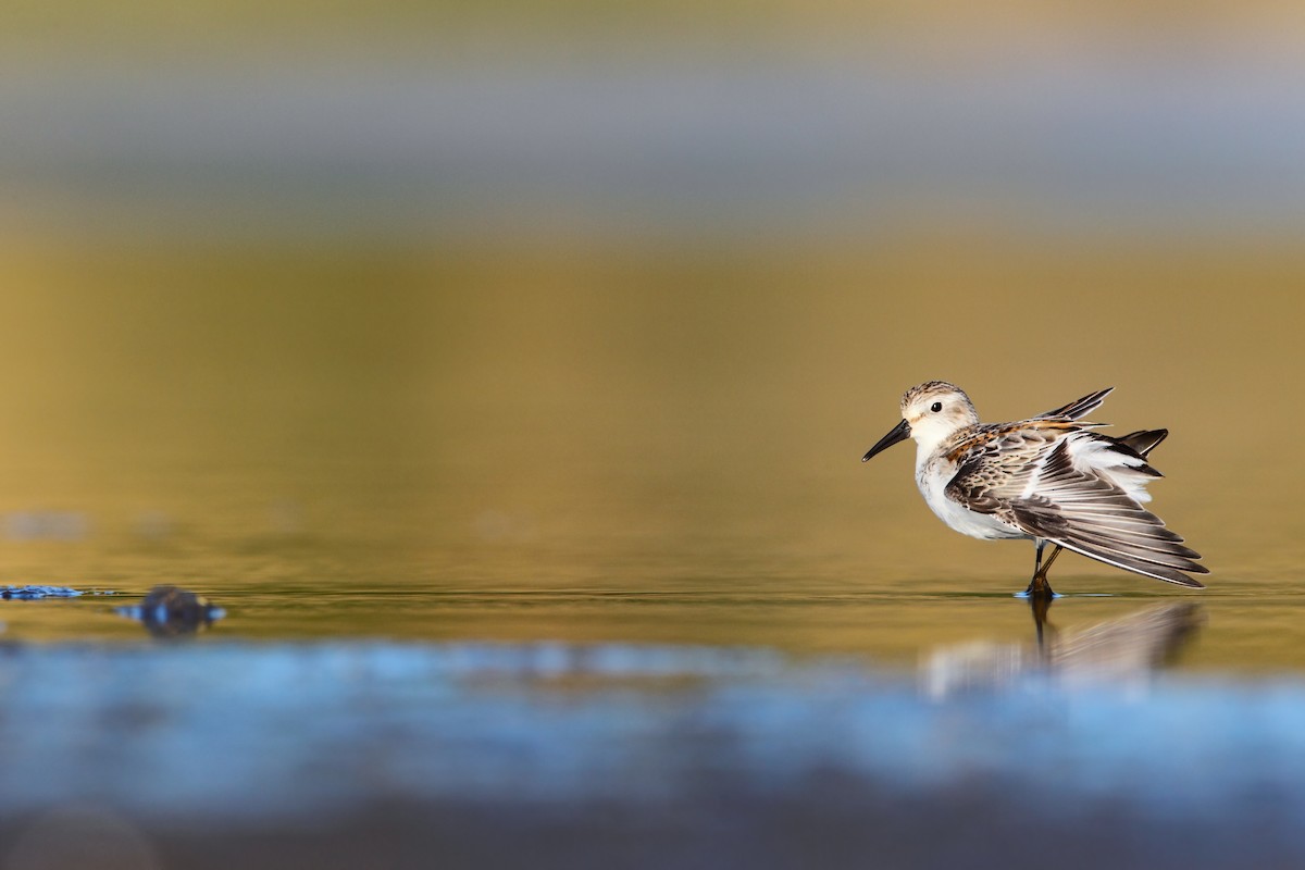 Western Sandpiper - Scott Carpenter