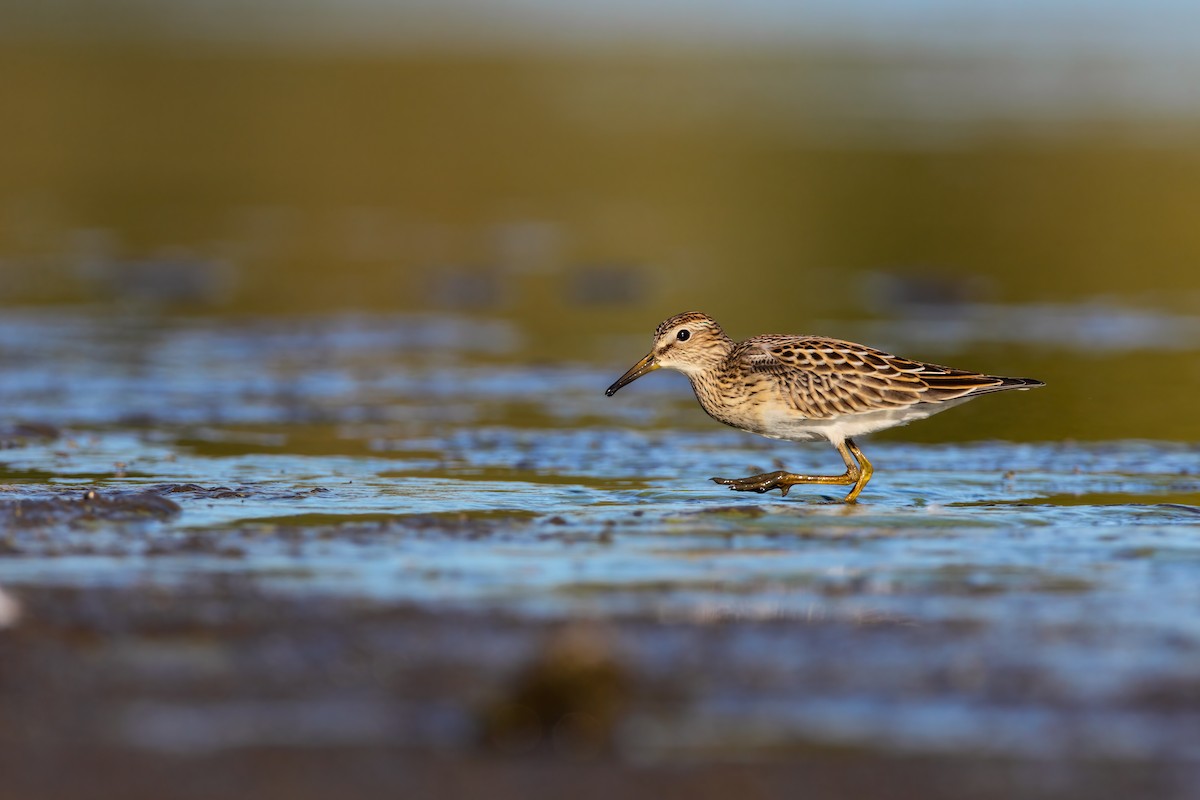 Pectoral Sandpiper - ML552679291