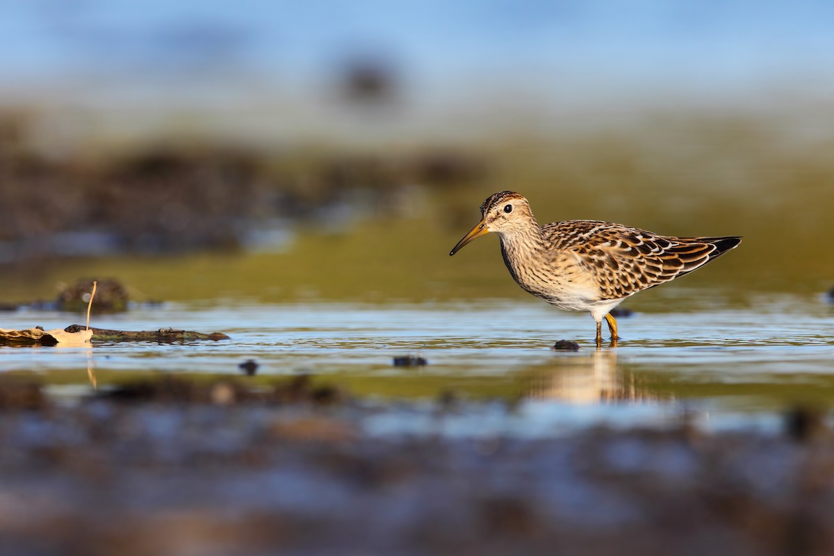 Pectoral Sandpiper - ML552679301