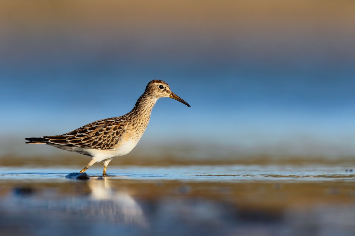 Pectoral Sandpiper - Scott Carpenter