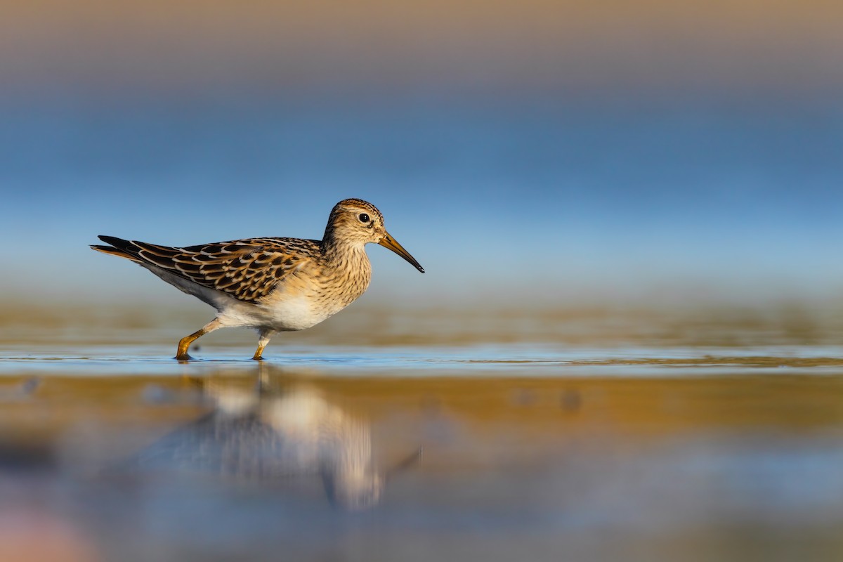 Pectoral Sandpiper - ML552679321