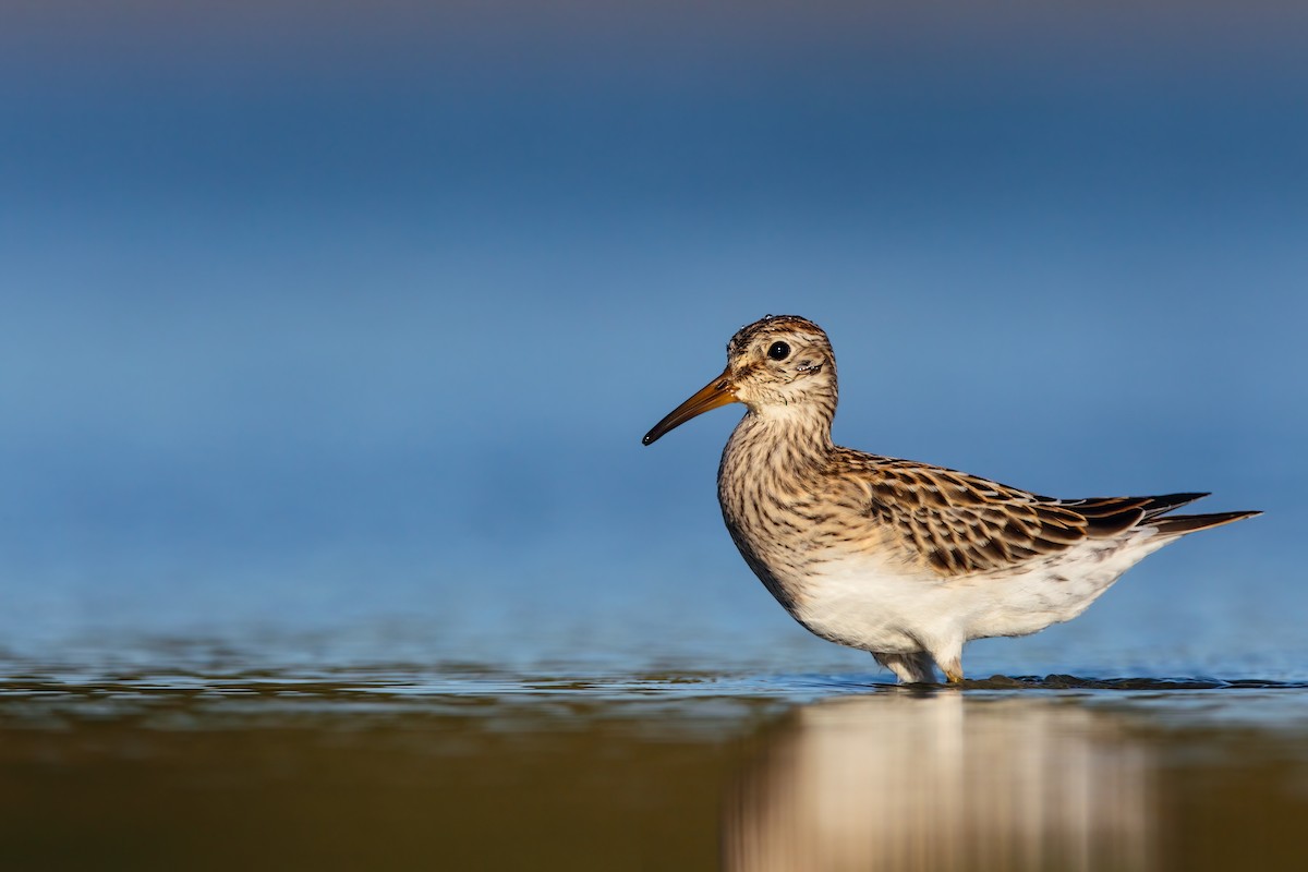 Pectoral Sandpiper - ML552679341