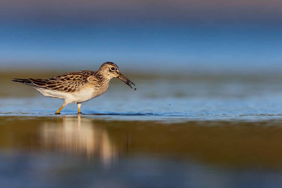 Pectoral Sandpiper - Scott Carpenter