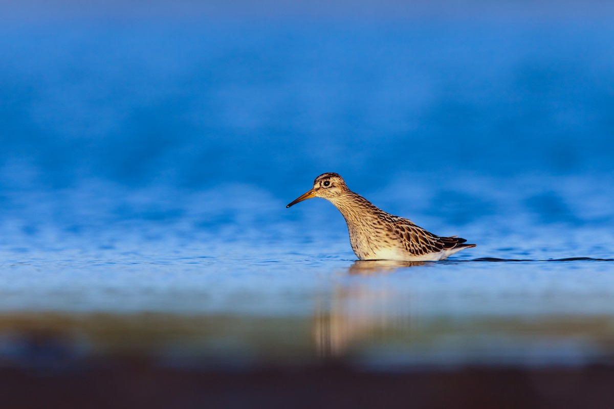 Pectoral Sandpiper - ML552679371