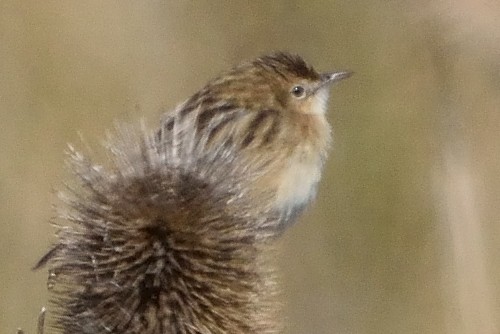 Zitting Cisticola - Andrés Turrado Ubón