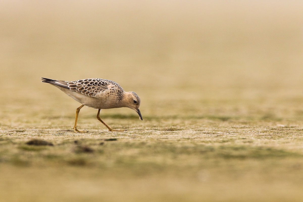 Buff-breasted Sandpiper - ML552679601