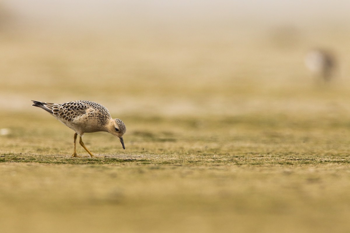 Buff-breasted Sandpiper - ML552679611