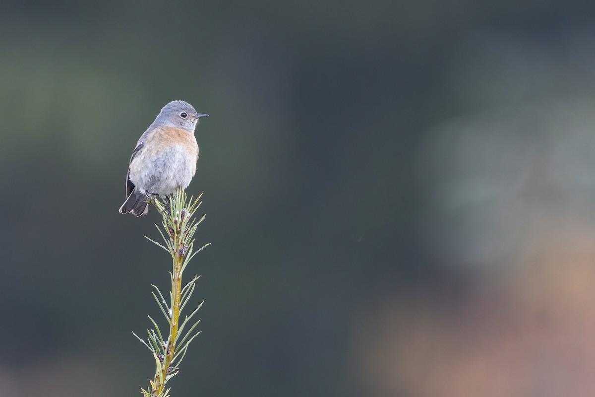 Western Bluebird - ML552681011