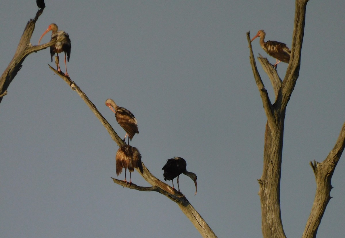 ibis bílý - ML552681051