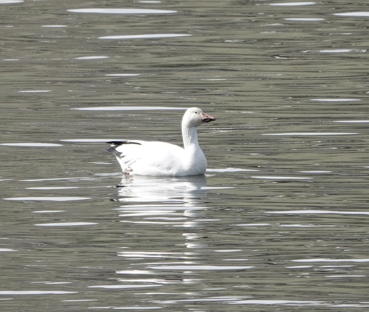 Snow Goose - ML552681331