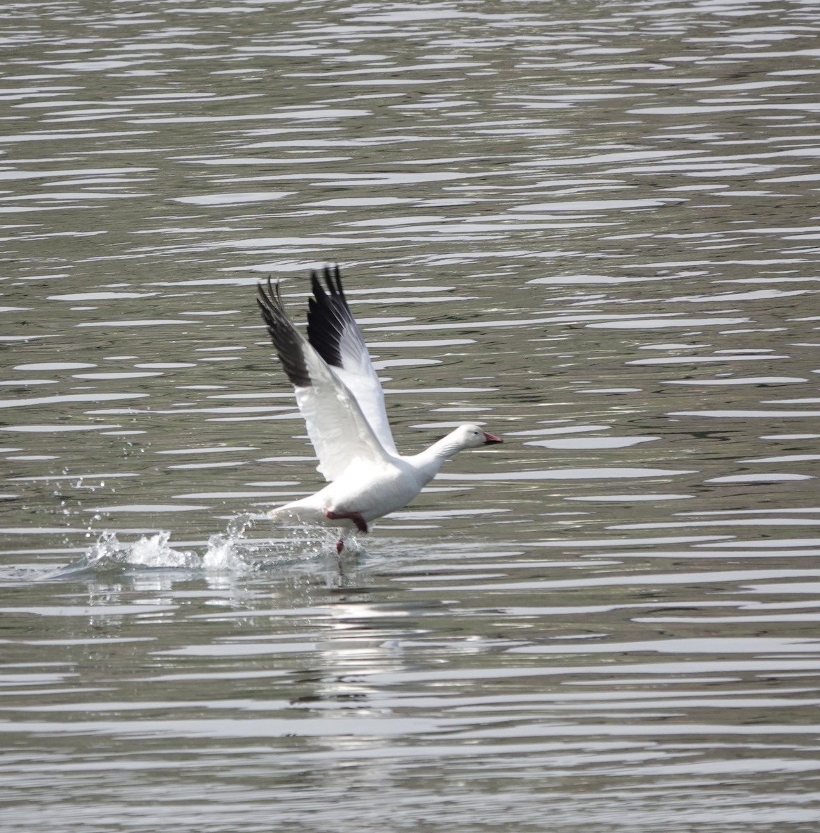 Snow Goose - ML552681431