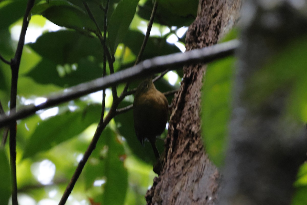 House Wren (Dominica) - ML552681751