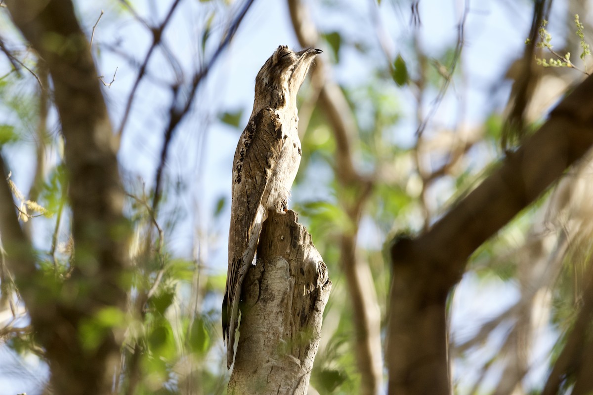 Northern Potoo - ML552682291