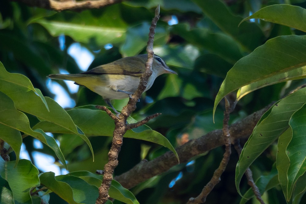 Vireo Chiví - ML552682461