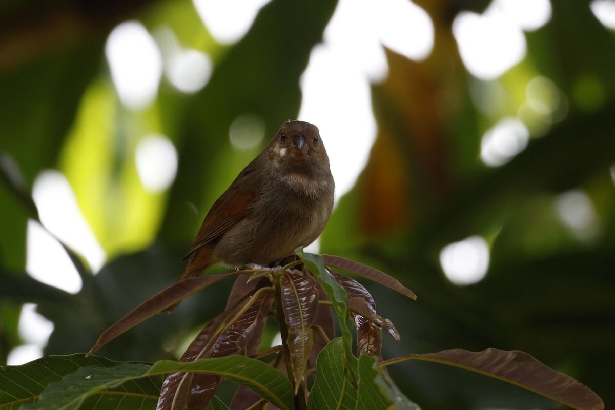 Lesser Antillean Bullfinch - ML552682591