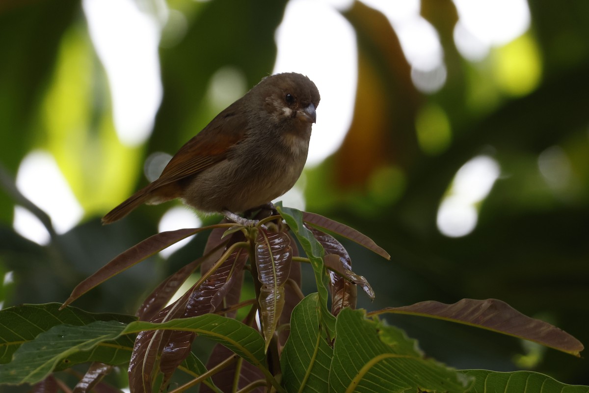 Lesser Antillean Bullfinch - ML552682601