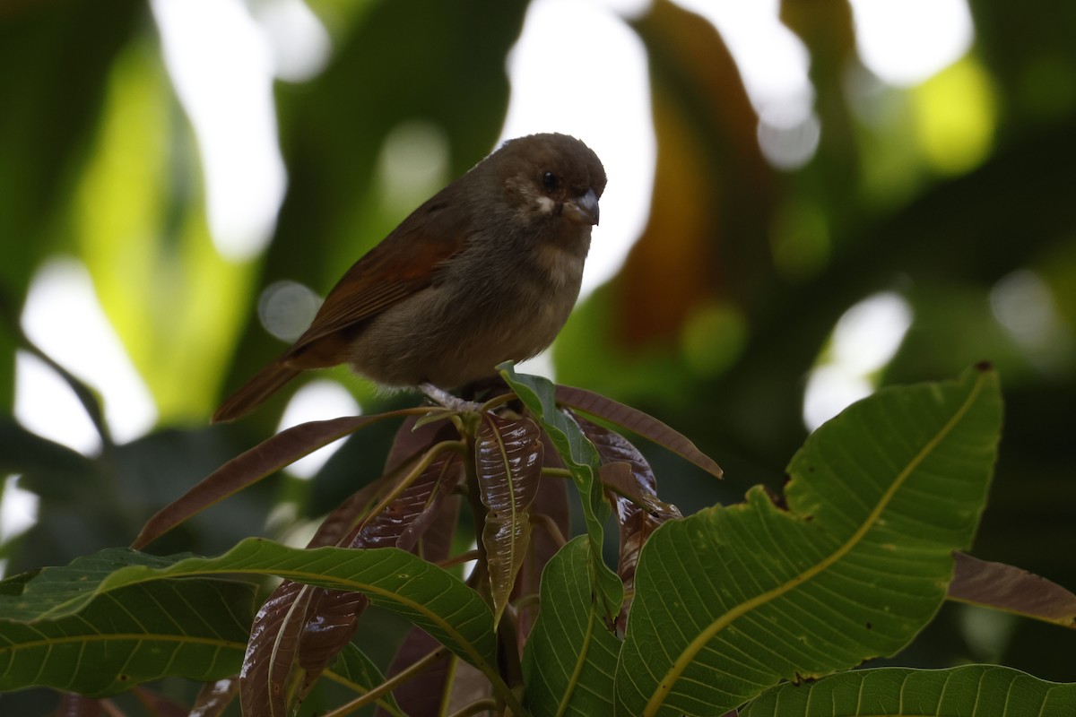 Lesser Antillean Bullfinch - ML552682611