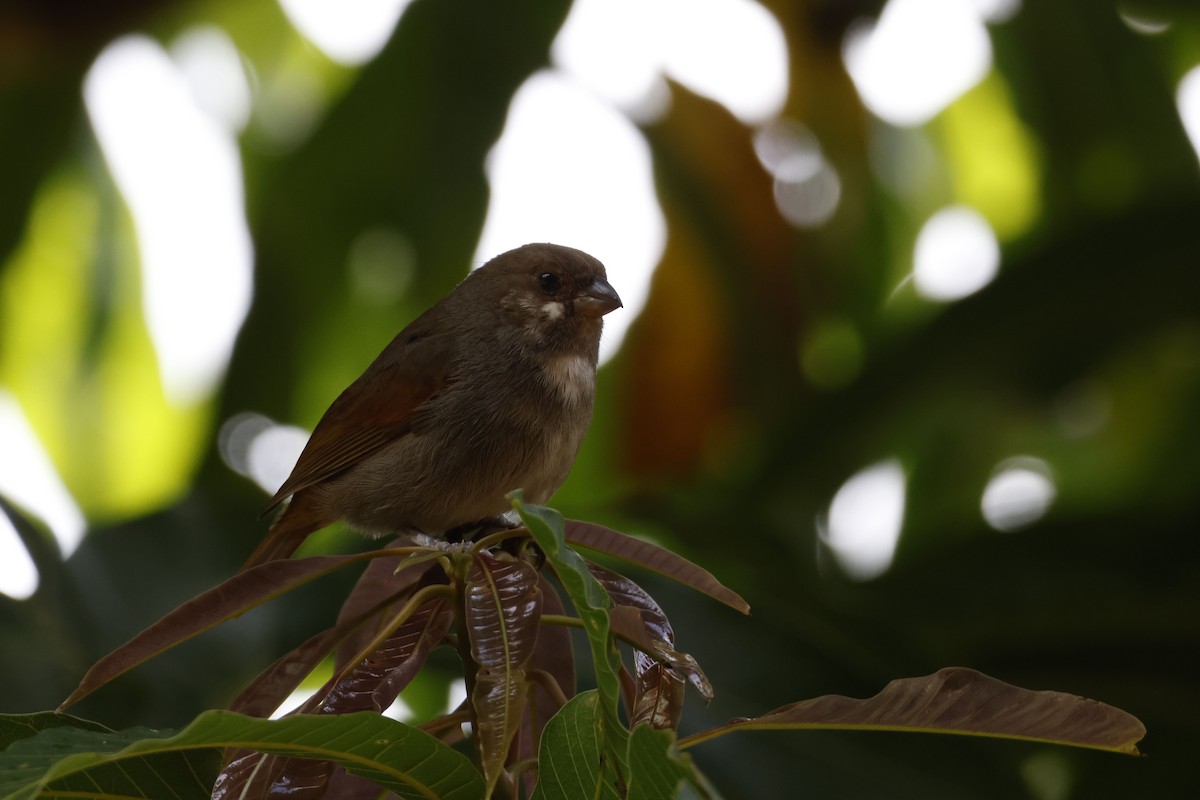 Lesser Antillean Bullfinch - ML552682621