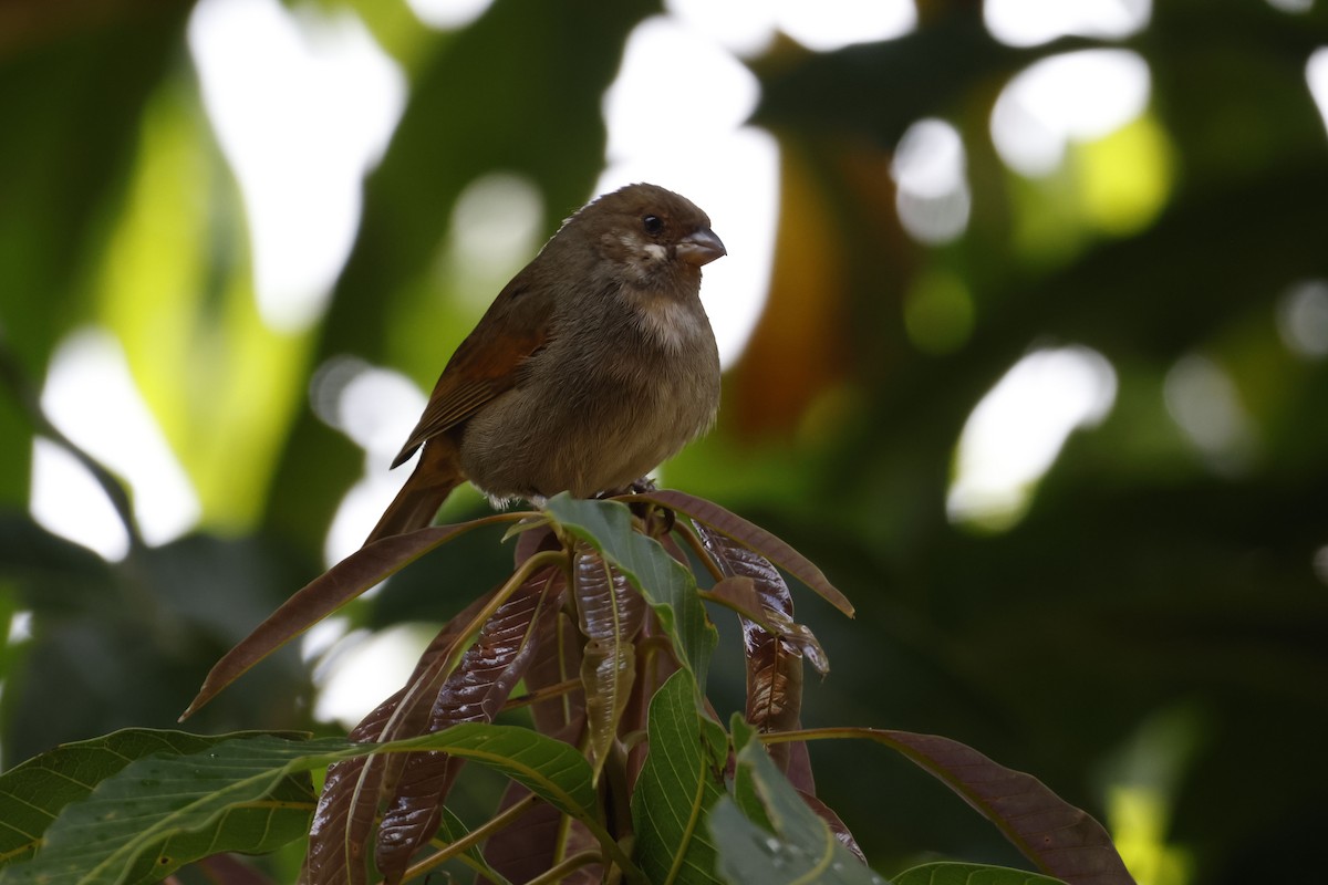 Lesser Antillean Bullfinch - ML552682631