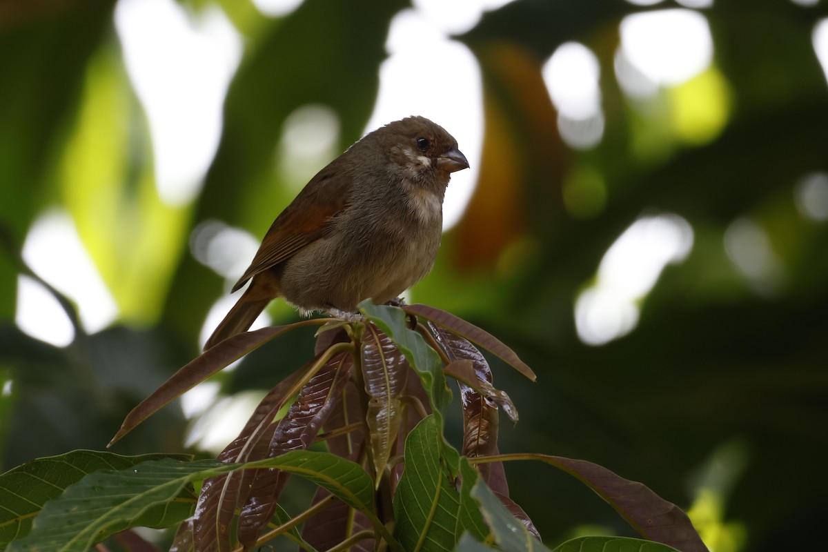 Lesser Antillean Bullfinch - ML552682641