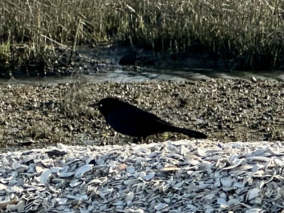 Boat-tailed Grackle - ML552682681