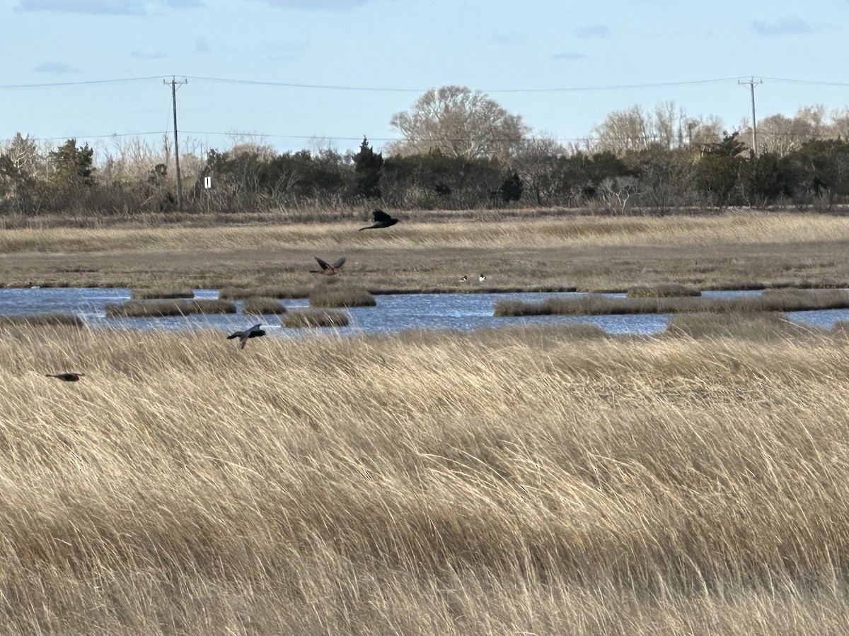 Boat-tailed Grackle - ML552682691