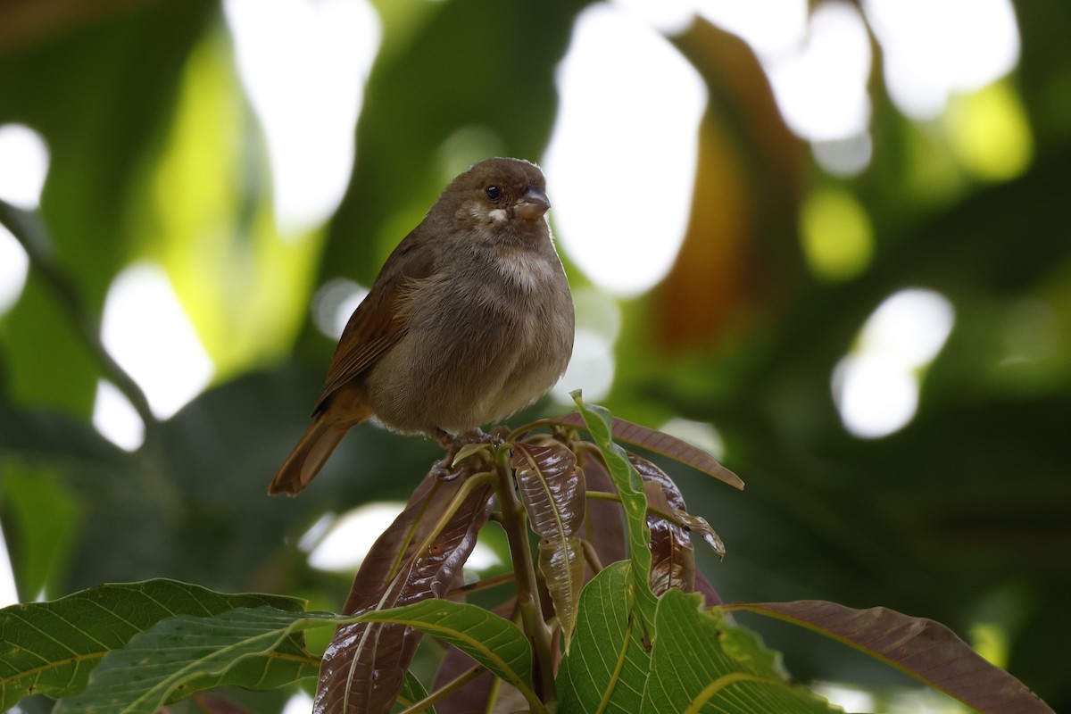 Lesser Antillean Bullfinch - ML552682721