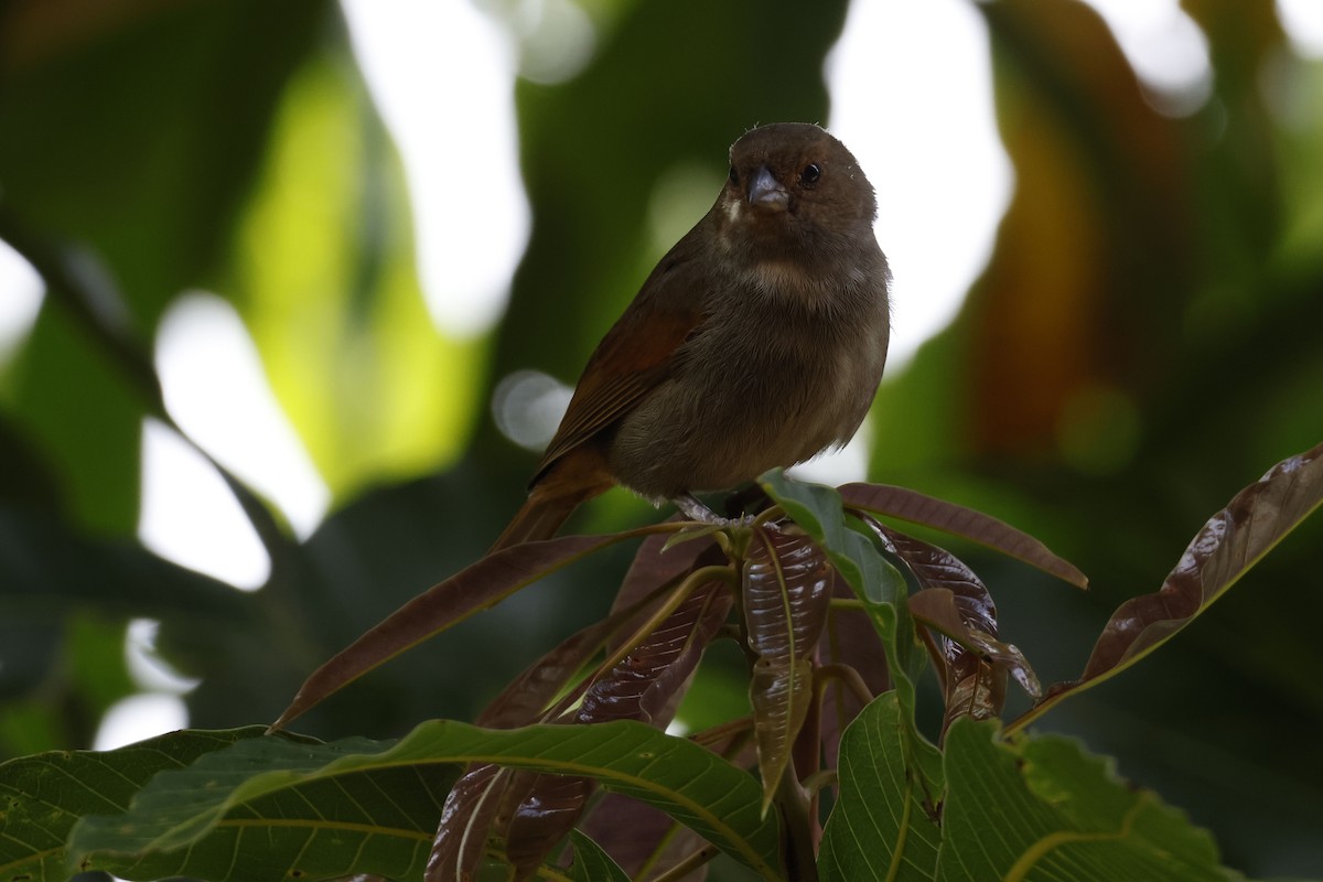 Lesser Antillean Bullfinch - ML552682741